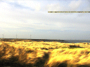 Y escucharé el viento en el trigo
